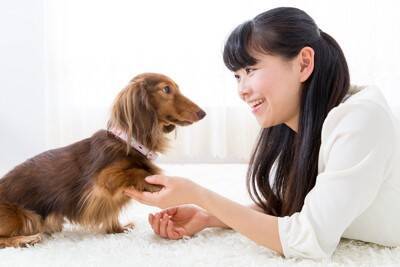 犬が飼い主を『信用していない』時にする行動3選　信頼関係が崩壊するきっかけや絆を深める方法までご紹介