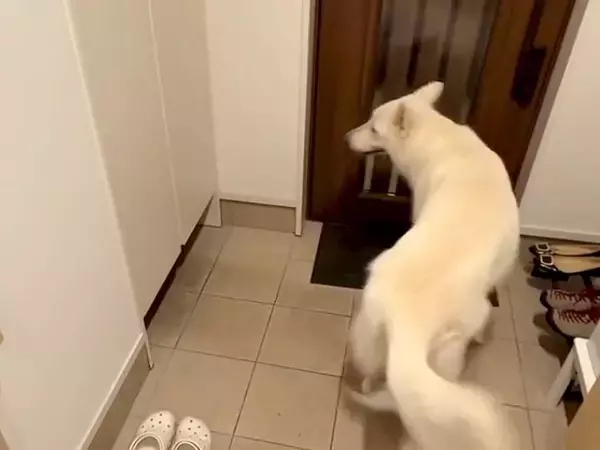 大型犬に見つからないよう、帰宅したパパが『玄関に隠れてみた』結果→想像と違った『発見の瞬間』が13万再生「一瞬でｗ」「熱烈歓迎だ」と反響