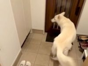 大型犬に見つからないよう、帰宅したパパが『玄関に隠れてみた』結果→想像と違った『発見の瞬間』が13万再生「一瞬でｗ」「熱烈歓迎だ」と反響