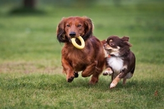 犬が『得意げな表情』をみせる心理5つ　誇らしそうな顔をする理由や飼い主がすべき対応まで