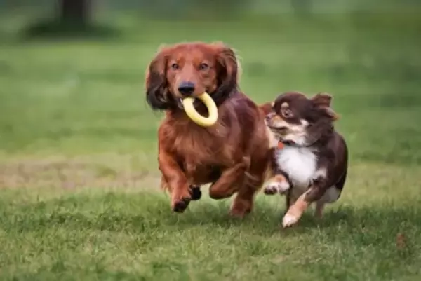 犬が『得意げな表情』をみせる心理5つ　誇らしそうな顔をする理由や飼い主がすべき対応まで