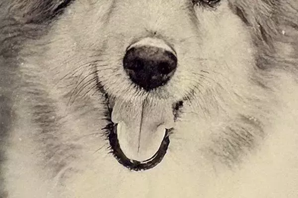 写真の整理をしていたら『20年以上前に撮った愛犬』を発見→よく見てみると…『まさかの気付き』に9万いいね「ダメだ泣ける」「大好きって顔」