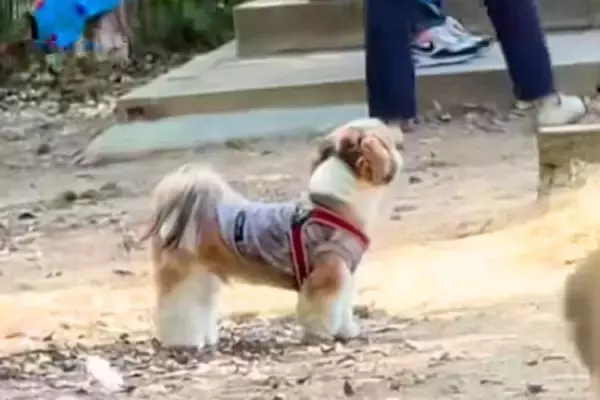 ドッグランで迷子になった犬→名前を呼んでも気付かずに…尊すぎる『見つけた瞬間の光景』に絶賛「探す姿が愛おしい」「必死なのたまらない」