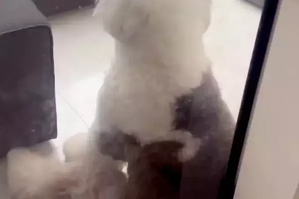 大型犬に『いつもより長めのお留守番』をしてもらった結果→帰宅すると、ドアの前で…人間の子どものような『拗ね方』に反響「めっちゃ可愛い」