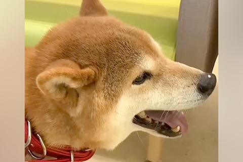 警察から『迷子犬』を保護→病気の治療後、里親が決まったものの再発してしまい…涙溢れる『１匹のワンコの物語』に感動「泣いた」「凄い、尊敬」