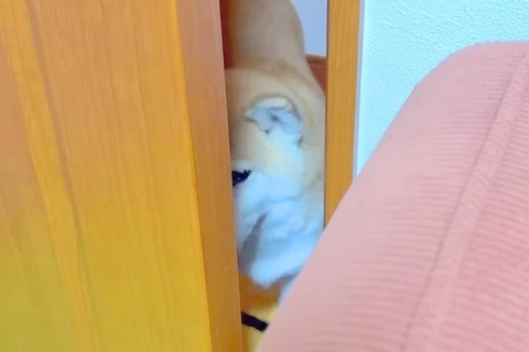 風邪を引き寝込んでいたら、ドア越しに見に来た犬→『入っていいよ』と声をかけると…愛おしすぎる光景が24万再生「会話してる」「優しいね」
