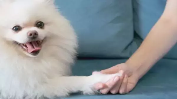 指示なしで犬が『オテ』をする5つの理由　愛犬がタッチしてくる主な心理や適切な対応まで