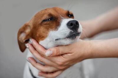 指示なしで犬が『オテ』をする5つの理由　愛犬がタッチしてくる主な心理や適切な対応まで
