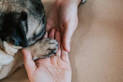 指示なしで犬が『オテ』をする5つの理由　愛犬がタッチしてくる主な心理や適切な対応まで