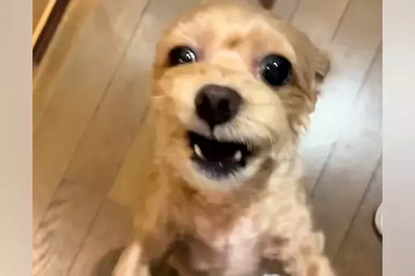 4日ぶりに犬と再会した結果→『大喜びしてくれた』と思ったら、5分おきに…想像と違う『まさかの展開』が84万再生「感情がｗ」「多重人格で草」