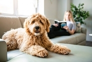 犬が『ソファの上に乗る』心理5選　体への負担や登らせないようにする方法まで