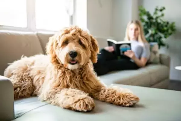 犬が『ソファの上に乗る』心理5選　体への負担や登らせないようにする方法まで