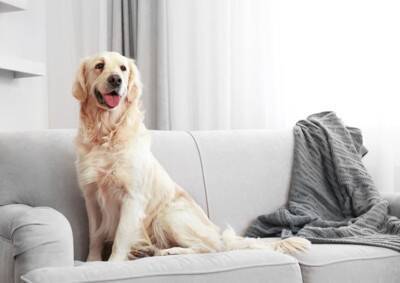 犬が『ソファの上に乗る』心理5選　体への負担や登らせないようにする方法まで