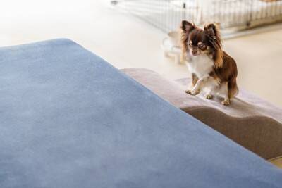 犬が『ソファの上に乗る』心理5選　体への負担や登らせないようにする方法まで