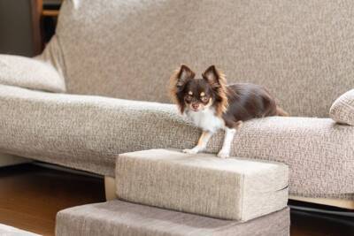 犬が『ソファの上に乗る』心理5選　体への負担や登らせないようにする方法まで