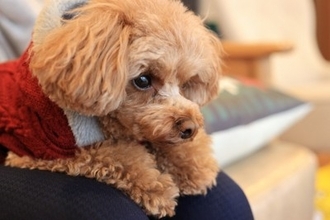 『独占欲が強い犬』の共通点5選　どんなときにヤキモチを焼いてしまうの？嫉妬深いワンコの特徴まで