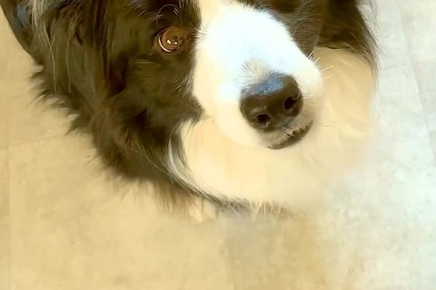 夫が仕事に行き、『パパはどこ？』と訴える犬→物音が聞こえるたびに、窓の外を見て…すぐに帰りたくなる光景に反響「愛伝わる」「健気すぎて涙」