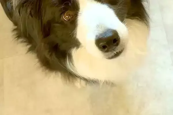 夫が仕事に行き、『パパはどこ？』と訴える犬→物音が聞こえるたびに、窓の外を見て…すぐに帰りたくなる光景に反響「愛伝わる」「健気すぎて涙」