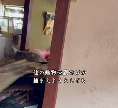 能登半島地震の津波で崩壊した家の中『家族の帰りを待ち続けた犬』→保護は難航して…涙腺崩壊する結末が20万再生「家を守ってたんだね」と感動