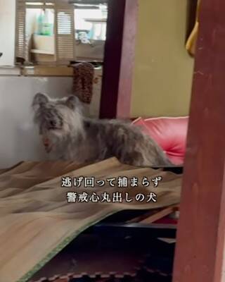 能登半島地震の津波で崩壊した家の中『家族の帰りを待ち続けた犬』→保護は難航して…涙腺崩壊する結末が20万再生「家を守ってたんだね」と感動
