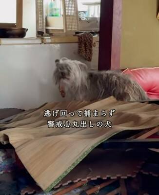 能登半島地震の津波で崩壊した家の中『家族の帰りを待ち続けた犬』→保護は難航して…涙腺崩壊する結末が20万再生「家を守ってたんだね」と感動