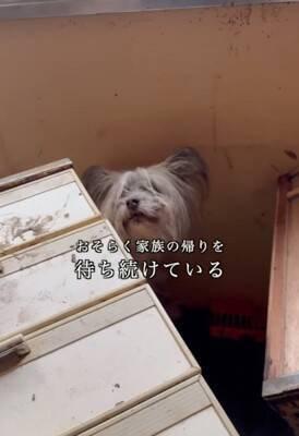 能登半島地震の津波で崩壊した家の中『家族の帰りを待ち続けた犬』→保護は難航して…涙腺崩壊する結末が20万再生「家を守ってたんだね」と感動