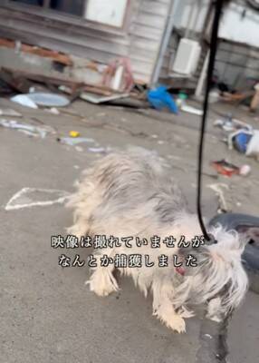 能登半島地震の津波で崩壊した家の中『家族の帰りを待ち続けた犬』→保護は難航して…涙腺崩壊する結末が20万再生「家を守ってたんだね」と感動