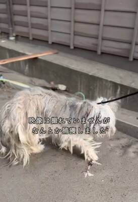 能登半島地震の津波で崩壊した家の中『家族の帰りを待ち続けた犬』→保護は難航して…涙腺崩壊する結末が20万再生「家を守ってたんだね」と感動