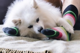 犬が『クサイもの』を好む理由3つ　行動に隠された心理や執着するときの対処法