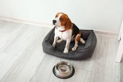 犬が寒くなると水を飲まない『4つの原因』冬場の脱水を防ぐ方法とは？