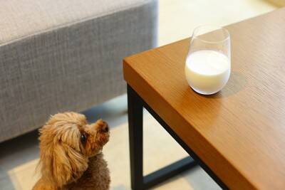 犬が寒くなると水を飲まない『4つの原因』冬場の脱水を防ぐ方法とは？