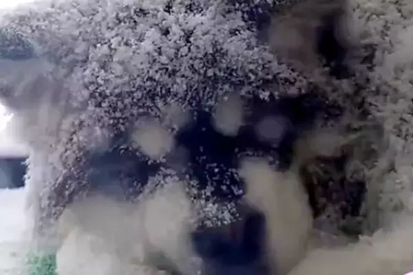 雪が降る中、ベランダに出た大型犬→『寒くないかな』とふと見たら…衝撃的な『まさかの光景』が112万再生「さすがアラスカ犬」「悶絶した」