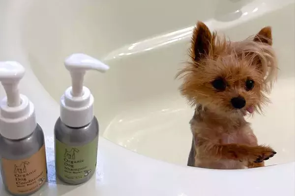 小型犬をシャンプーした結果→『だれ…？』別犬すぎる"衝撃の変貌"に2万4000いいね集まる「声出して笑った」「弱そうすぎて愛おしい…」