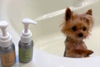 小型犬をシャンプーした結果→『だれ…？』別犬すぎる"衝撃の変貌"に2万4000いいね集まる「声出して笑った」「弱そうすぎて愛おしい…」