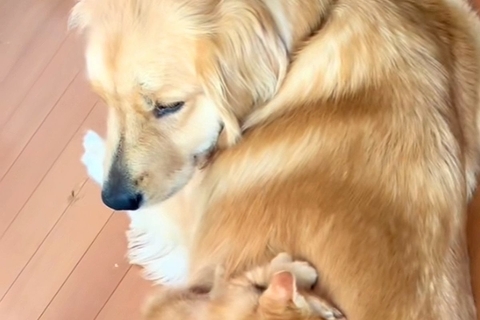 子猫が大型犬を『お母さんだ』と勘違いした結果→背中に乗っかって…あまりにも尊い光景が88万再生「たまらん」「優しいまなざしにほっこり」