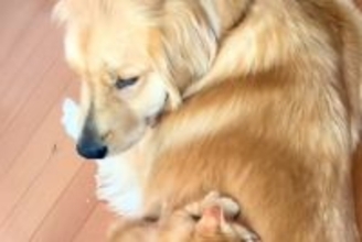 子猫が大型犬を『お母さんだ』と勘違いした結果→背中に乗っかって…あまりにも尊い光景が88万再生「たまらん」「優しいまなざしにほっこり」