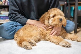 犬が『甘えたくなる人』の特徴4つ　今日から真似したい好かれるためのコツをご紹介