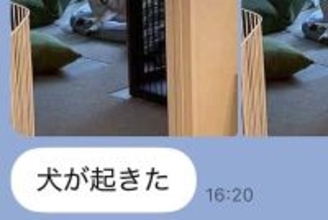 在宅で働く夫から届く『犬LINE』→思わず笑顔になる『平和な報告』に6万いいね集まる「夫さん神すぎるわ」「仕事の疲れ吹き飛ぶ」と絶賛