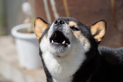 『モラルがない』と思われる犬の飼い主の行動５選　周りから軽蔑される絶対NG行為とは