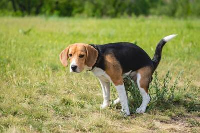 『モラルがない』と思われる犬の飼い主の行動５選　周りから軽蔑される絶対NG行為とは