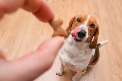 犬が意外とやっている『ズル賢い』行動4つ　ワンコは嘘をついたりするの？注意点まで解説