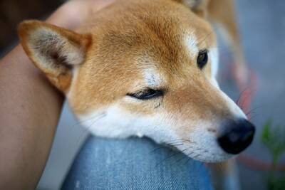 犬が意外とやっている『ズル賢い』行動4つ　ワンコは嘘をついたりするの？注意点まで解説