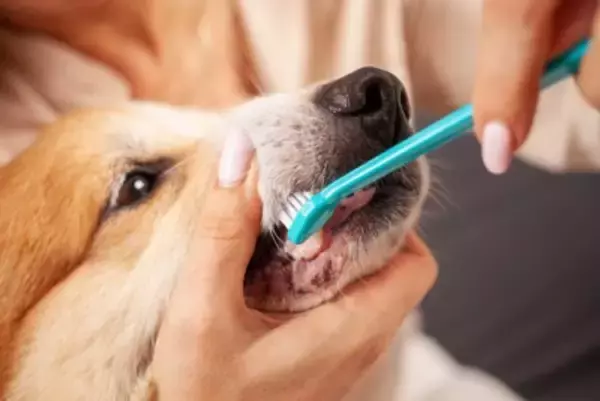 犬が苦痛に感じる『お手入れ』4選　嫌がってしまう理由やケアをスムーズに行なうコツまで