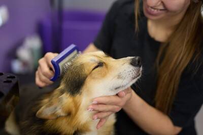 犬が苦痛に感じる『お手入れ』4選　嫌がってしまう理由やケアをスムーズに行なうコツまで