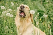 犬の『くしゃみが止まらない』原因5つ　病気かどうかを判断する方法や受診のタイミングまで