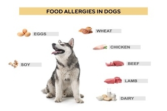 犬の『食物アレルギー』危険な症状4つ　今すぐに病院へ連れて行くべき状態とは？