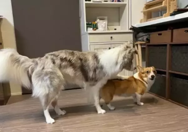 姉犬が雷に怯えていたら、弟犬が…まさかの『落ち着かせる光景』が人間のようだと2万いいね「感動しちゃった」「優しい…完璧すぎる」と絶賛