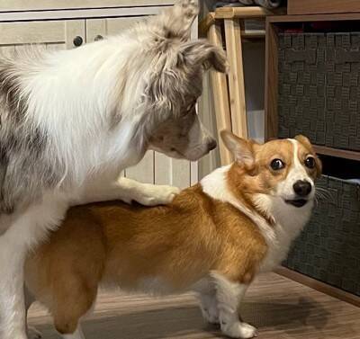 姉犬が雷に怯えていたら、弟犬が…まさかの『落ち着かせる光景』が人間のようだと2万いいね「感動しちゃった」「優しい…完璧すぎる」と絶賛