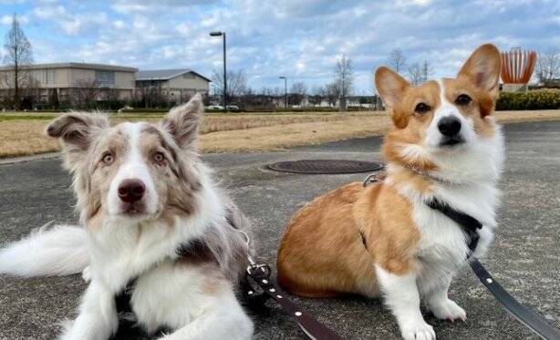 姉犬が雷に怯えていたら、弟犬が…まさかの『落ち着かせる光景』が人間のようだと2万いいね「感動しちゃった」「優しい…完璧すぎる」と絶賛