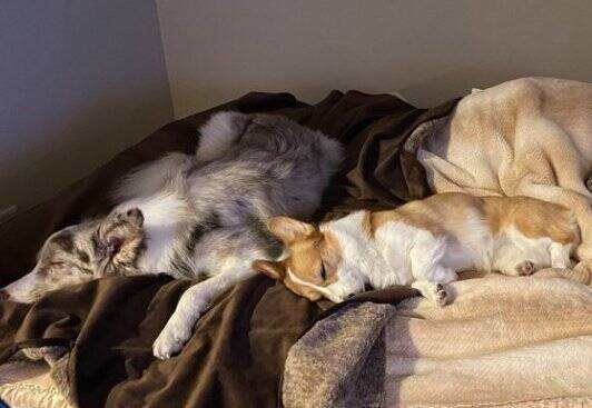 姉犬が雷に怯えていたら、弟犬が…まさかの『落ち着かせる光景』が人間のようだと2万いいね「感動しちゃった」「優しい…完璧すぎる」と絶賛